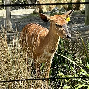 Lowland nyala (Tragelaphus angasii)