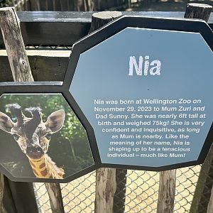 Giraffe Profile (Nia)