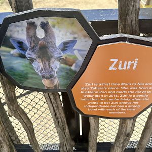 Giraffe Profile (Zuri)