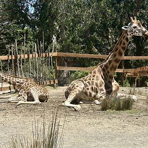 Zuri and Nia (Mother and Daughter)