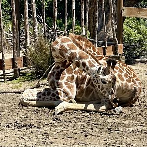Nia (13 Month Old Giraffe Calf)