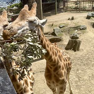 Sunny and Zahara (Giraffes)