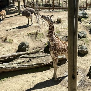 Nia (13 Month Old Giraffe Calf)