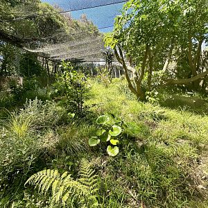 North Island Weka Exhibit
