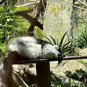 Black and white ruffed lemur (Varecia variegata)
