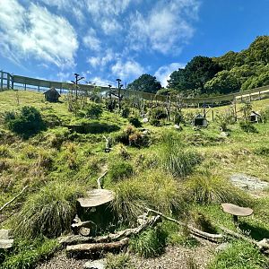 Ring-tailed Lemur Exhibit