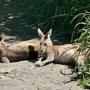 Eastern grey kangaroo (Macropus giganteus)