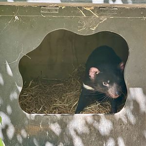 Tasmanian devil (Sarcophilus harrisii)