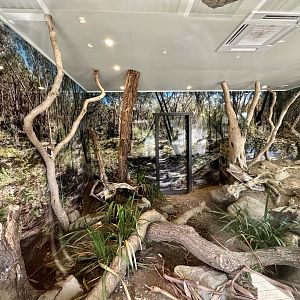 Lace Monitor Exhibit