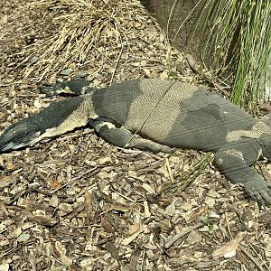 Lace monitor (Varanus varius)