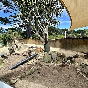 Slender-tailed Meerkat Exhibit