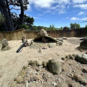 Slender-tailed Meerkat Exhibit