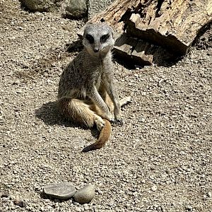 Slender-tailed meerkat (Suricata suricatta)