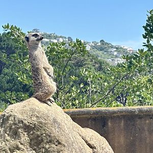 Slender-tailed meerkat (Suricata suricatta)