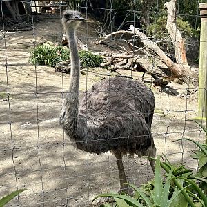 Ostrich (Struthio camelus)