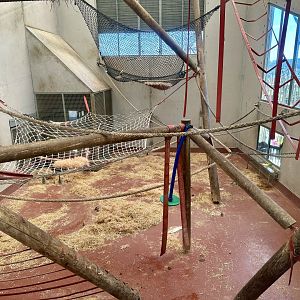 Chimpanzee Night House - Room 2