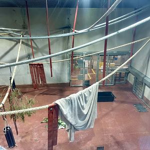 Chimpanzee Night House - Room 1