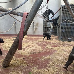 Chimpanzee - Display