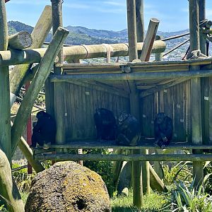 Chimpanzee Exhibit - Platform