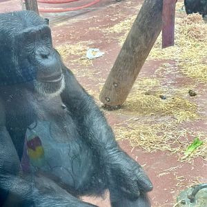 Keza (Common Chimpanzee)