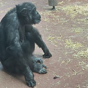Sally (Common Chimpanzee)