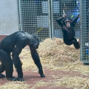 Akida Throwing (Common Chimpanzee)