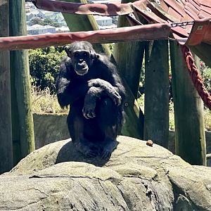 Cara (Common Chimpanzee)