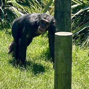 Kitwe (Common Chimpanzee)