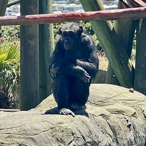 Samantha (Common Chimpanzee)