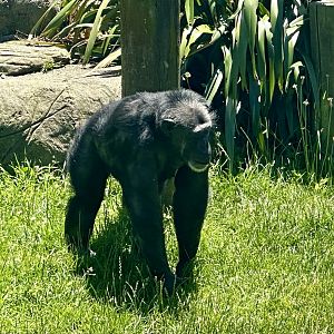 Keza (Common Chimpanzee)