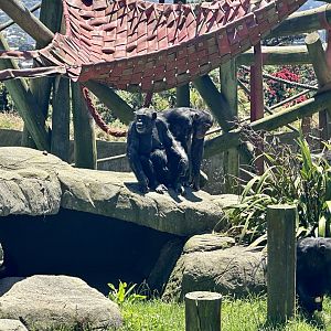 Sally, Kitwe and Bakari