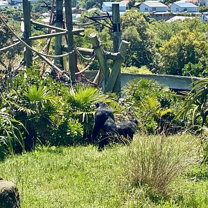 Bakari and Kitwe (Patrolling)