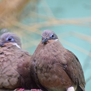 White-eared dove