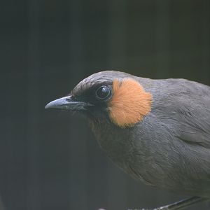 Rufous-cheeked laughingthrush