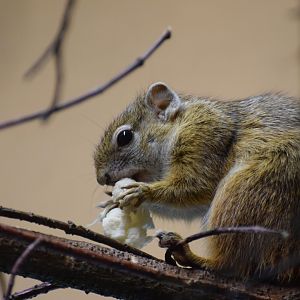 Smith's bush squirrel