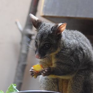 Brushtail possum