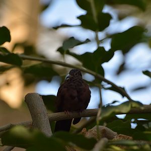 Ruddy ground-dove