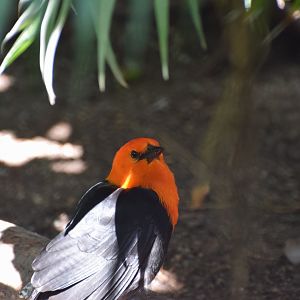 Red-headed blackbird