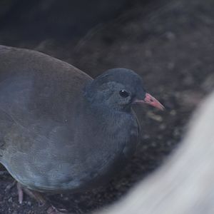 Tatapua tinamou