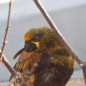 Brown lory