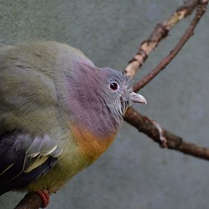 Rose-necked green-pigeon