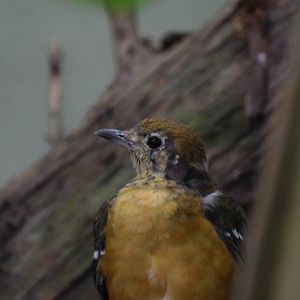 Orange-headed trush