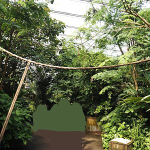 Jungola - Rimbula greenhouse - Lemur zone with ring-tailed lemurs and black lemurs, 2024-06-23