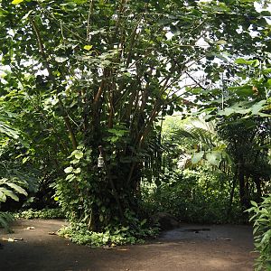 Jungola - Rimbula greenhouse - Lemur zone with ring-tailed lemurs and black lemurs, 2024-06-23