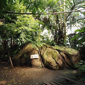 Jungola - Rimbula greenhouse - Lemur zone with ring-tailed lemurs and black lemurs, 2024-06-23