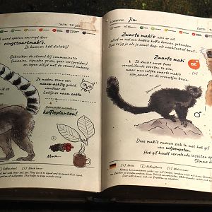 Jungola - Rimbula greenhouse - Lemur signage, 2024-06-23