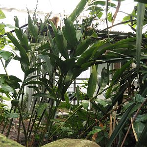 Jungola - Behind the scenes primate exhibits, 2024-06-23