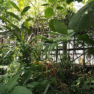 Jungola - Behind the scenes primate exhibits, 2024-06-23