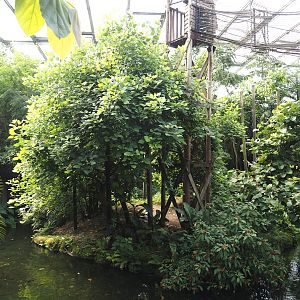 Jungola - Rimbula greenhouse - Colombian black spider monkey island, 2024-06-23