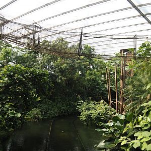 Jungola - Rimbula greenhouse - Rimbula River boat ride canal and Colombian black spider monkey island, 2024-06-23